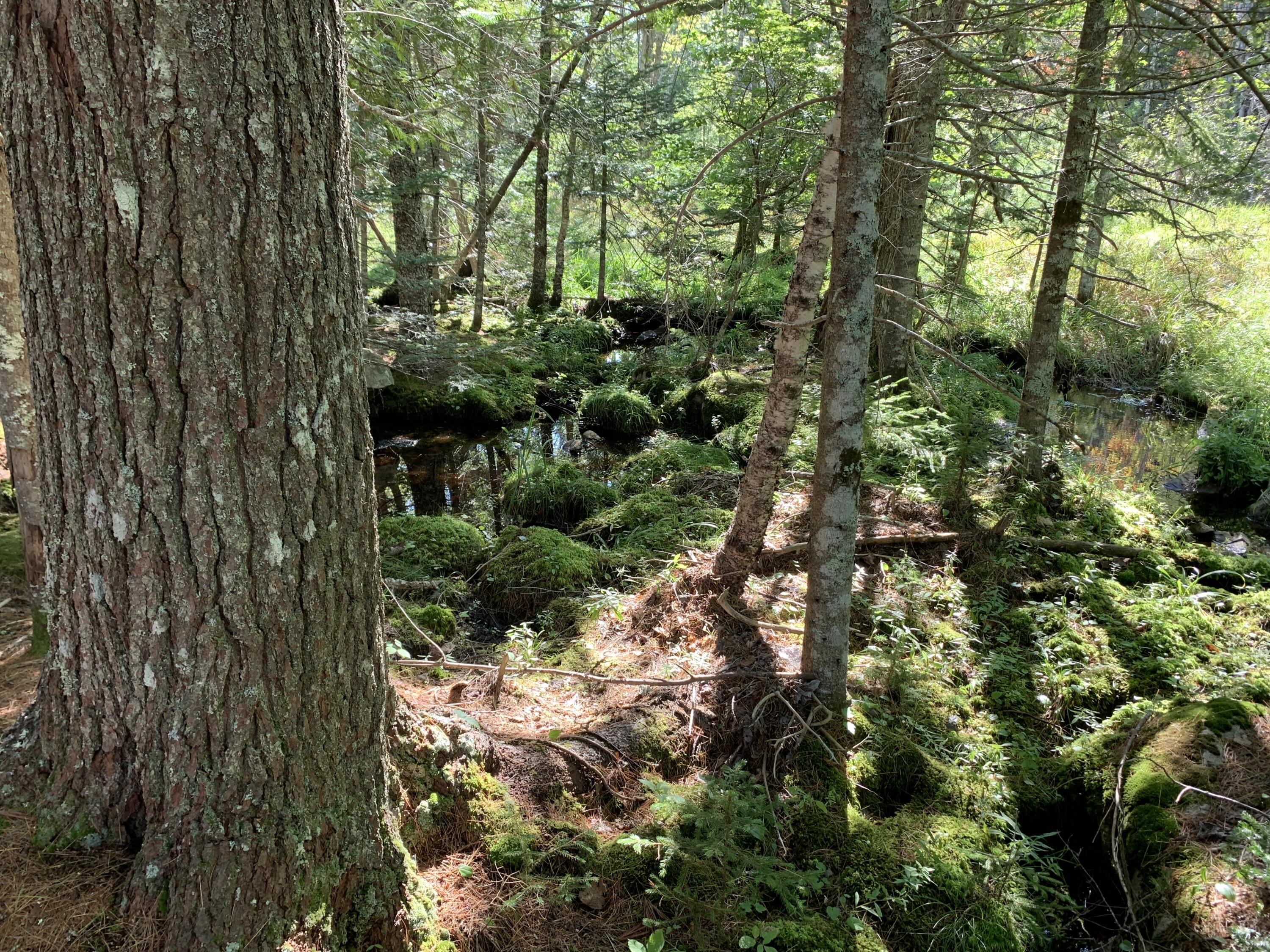 Lot B Lakeside Road Mount Desert, ME 04660 - Photo 18 of 32 IMG_6302