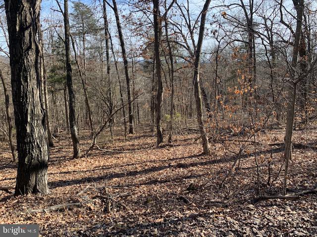 Locust Ln Mount Mount Jackson, VA 22842 - Photo 1 of 10 a view of a yard with trees
