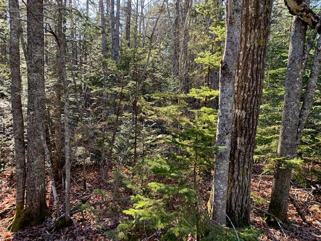 0 Dow Road Map 25 Road Deer Isle, ME 04627 - Photo 1 of 1 Woods picture