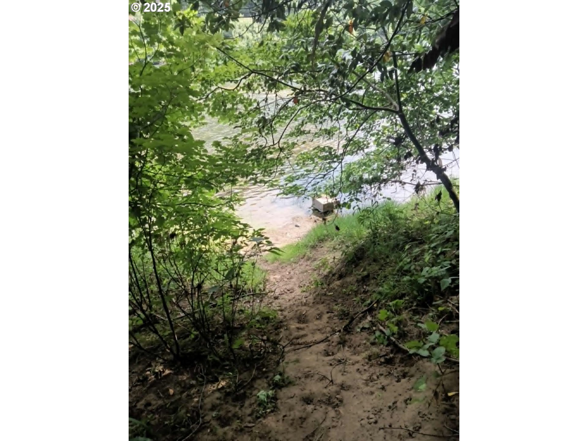 3333 Bullock Road Oakland, OR 97462 - Photo 48 of 48 a close up of a tree in a forest