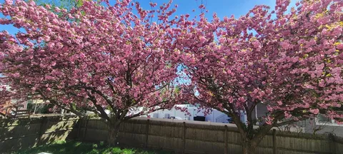 a view of that is sitting in the backyard