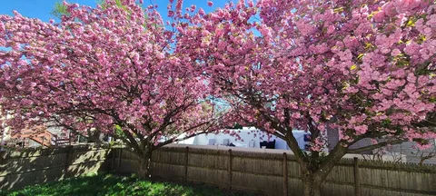 a view of backyard with tree