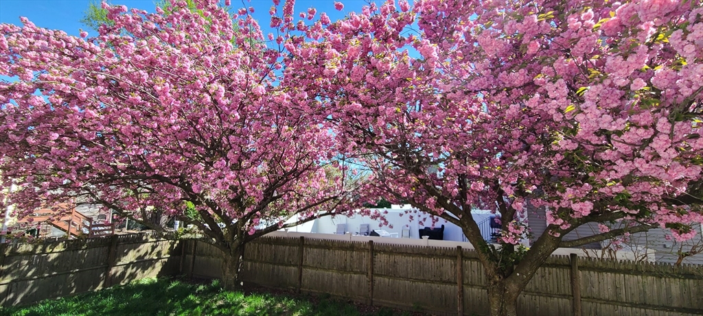 44 Mill Street Revere, MA 02151 - Photo 34 of 36 a view of backyard with tree