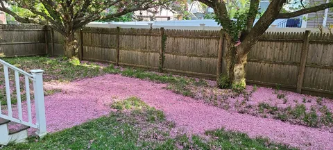 a view of a backyard