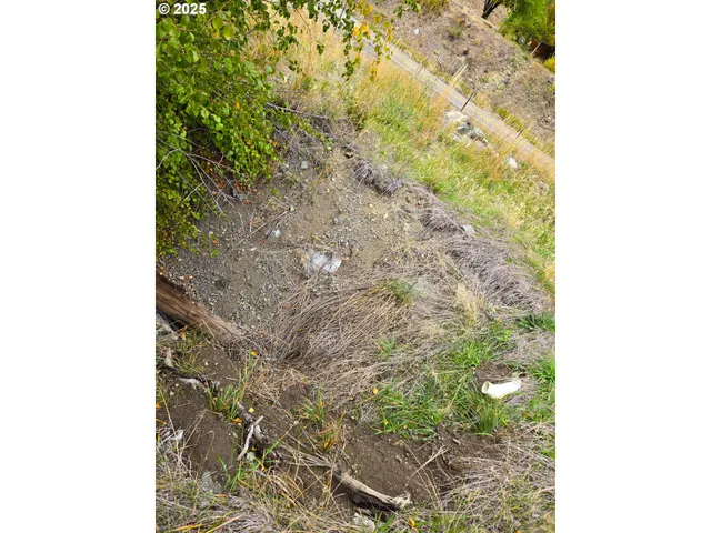a close up of a plant in a garden