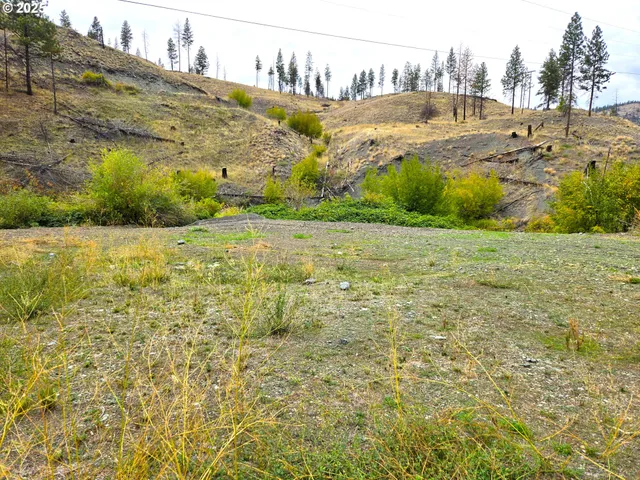 a view of a bunch of plants