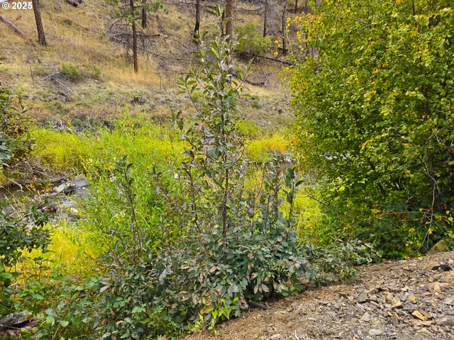 a view of yard covered with snow