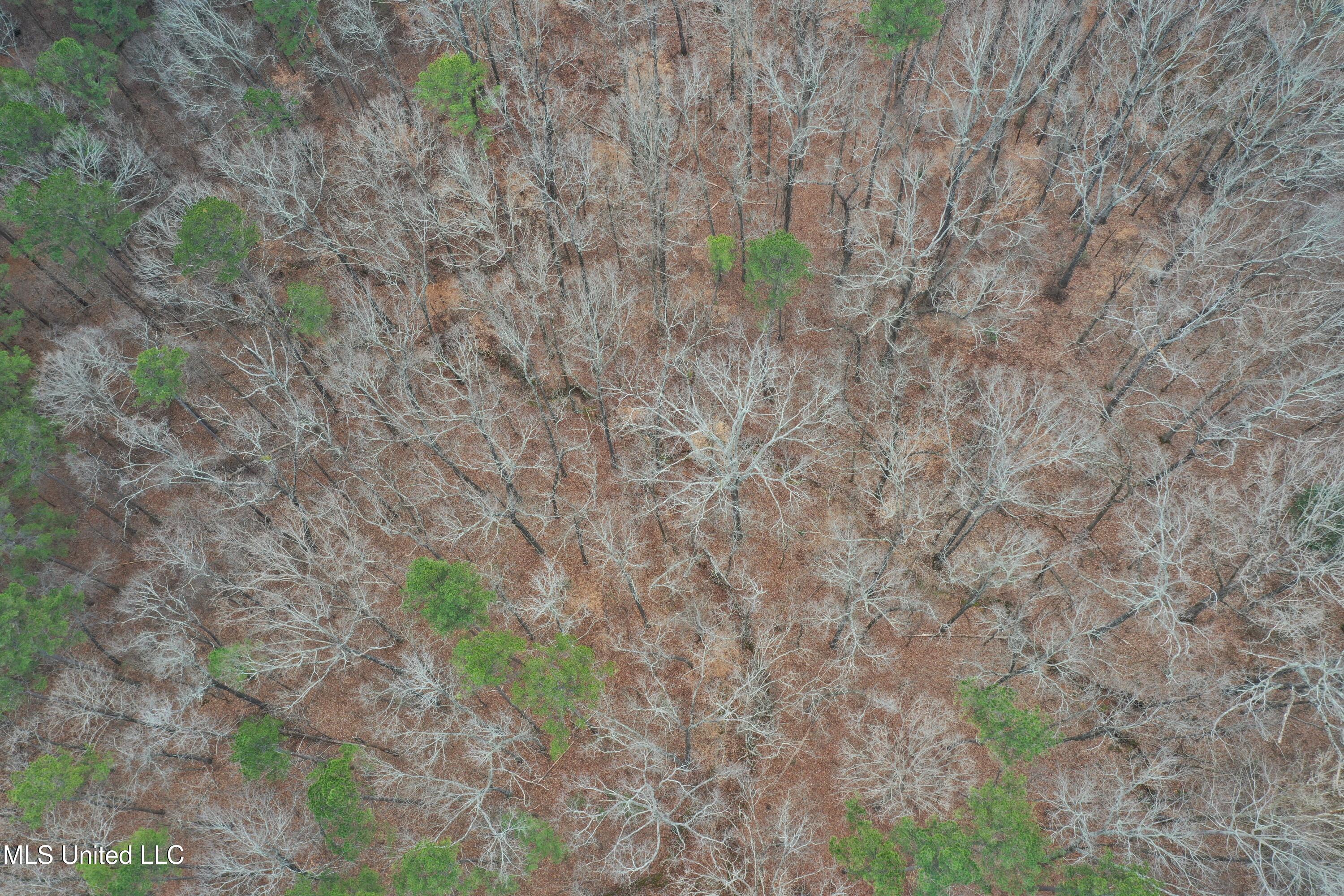 5768 Liberty Road Ashland, MS 38603 - Photo 4 of 15 DJI_0542