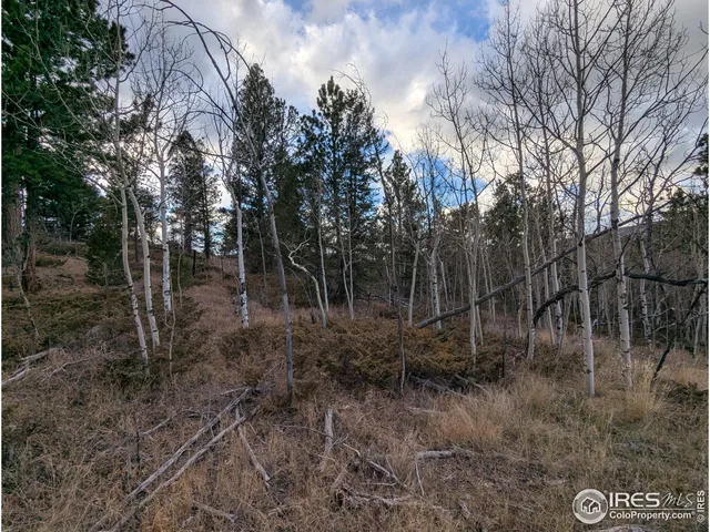 a view of a forest filled with trees