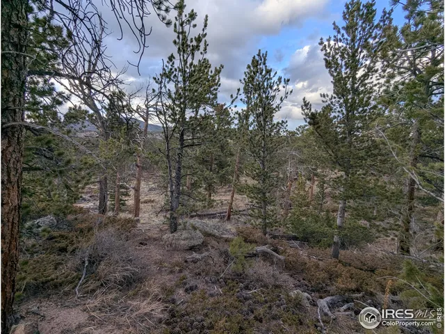 a view of a forest with trees in the background
