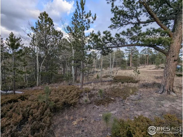 a view of a forest with trees in the background