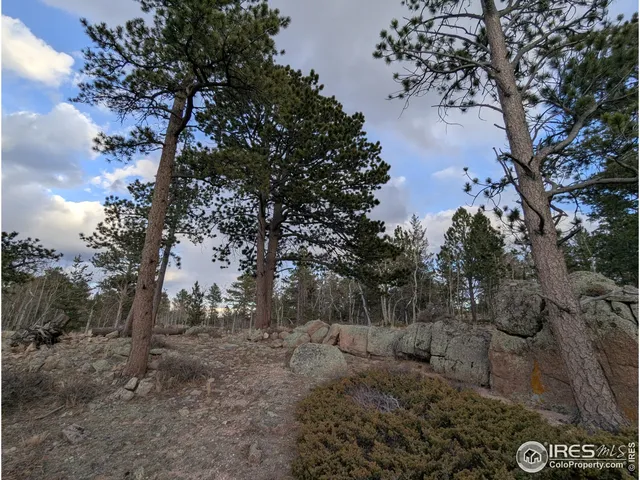 a view of a forest filled with trees