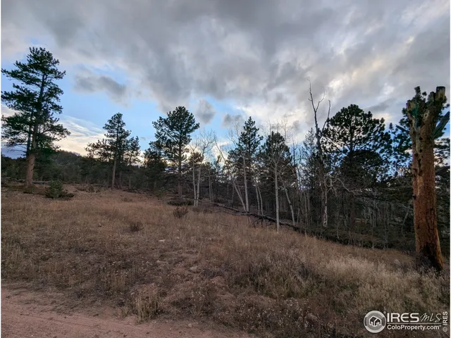 a view of a forest with trees in back