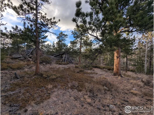 a view of a forest with trees in the background
