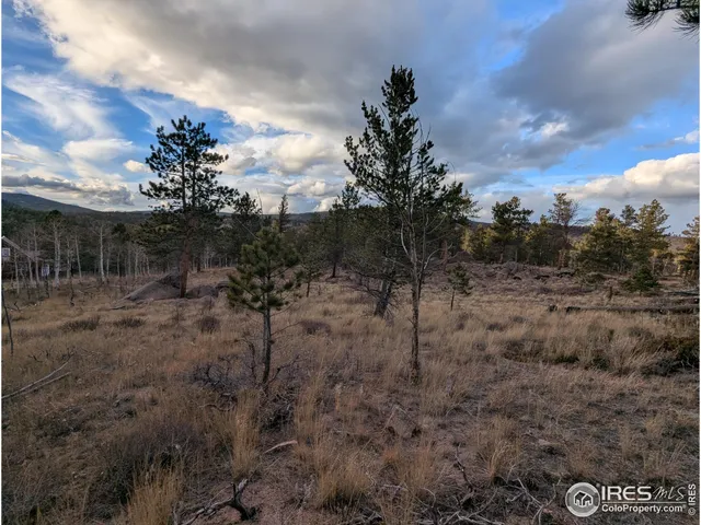 a view of a forest with a tree in the background