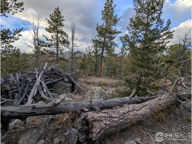 a view of a tree with a yard