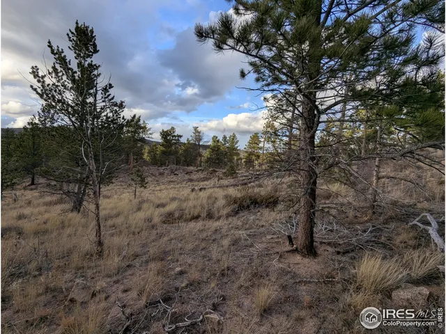 a view of a forest with trees in the background