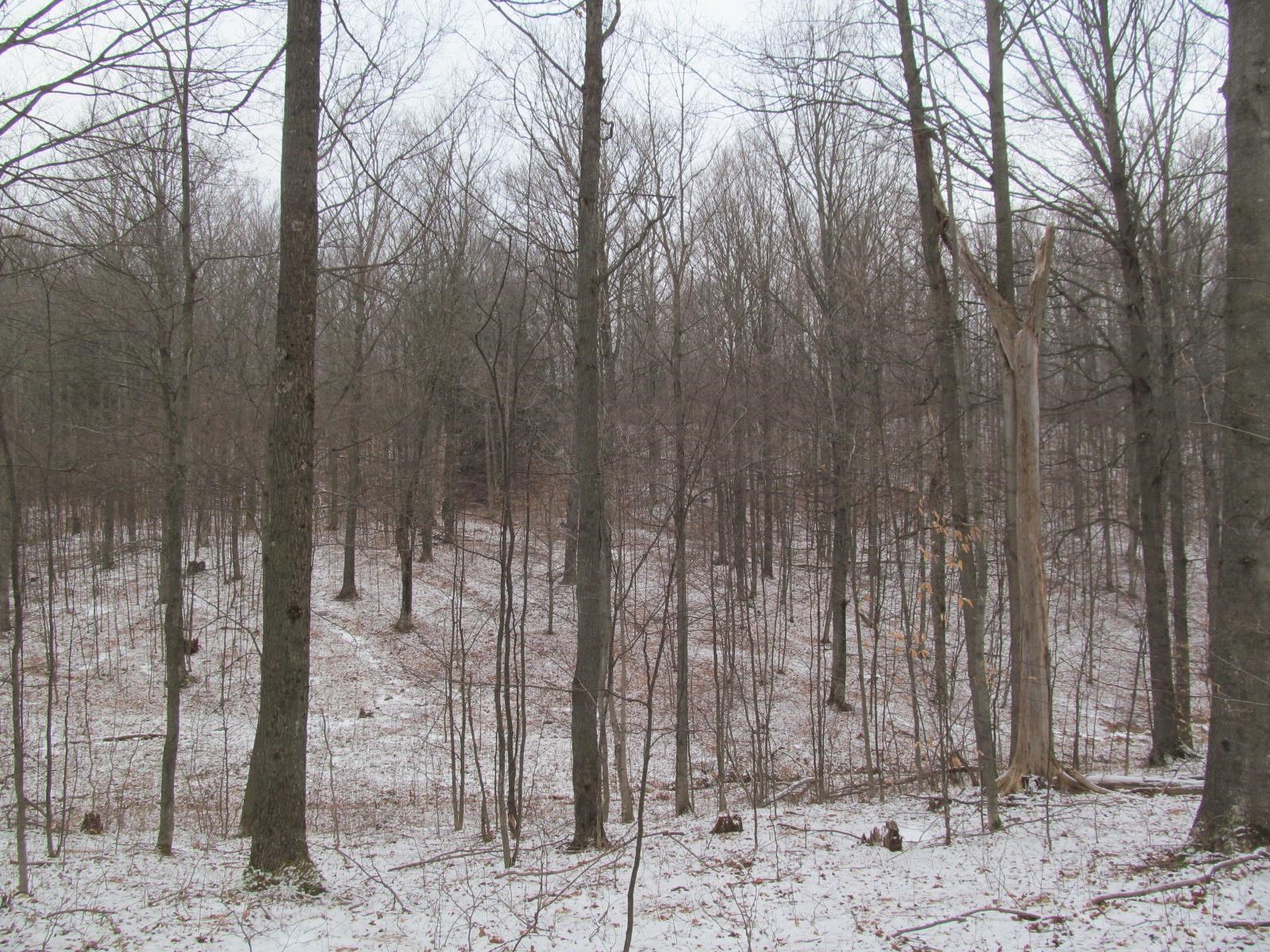 10-acres North 23 Road Mesick, MI 49668 - Photo 12 of 18