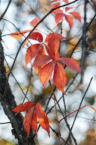 $1,512,495 | 0 M Highway, Purdin, MO 64674