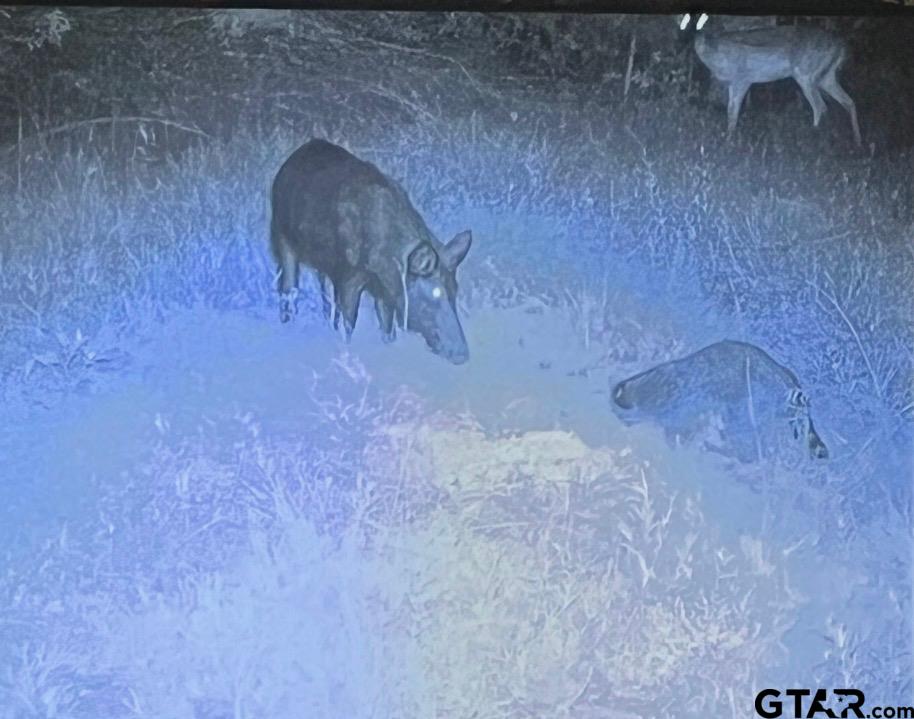 2687 West Camp Switch Road Longview, TX 75604 - Photo 6 of 21