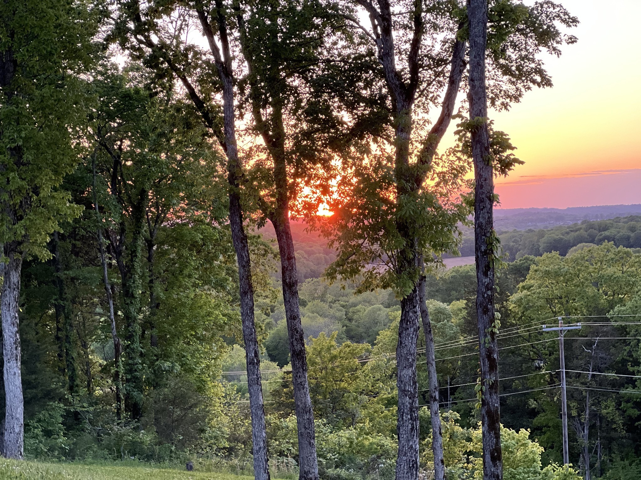 a view of a forest with a tree