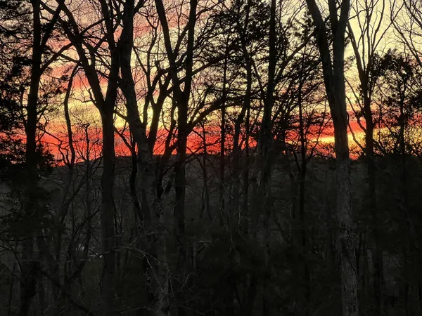 a view of trees