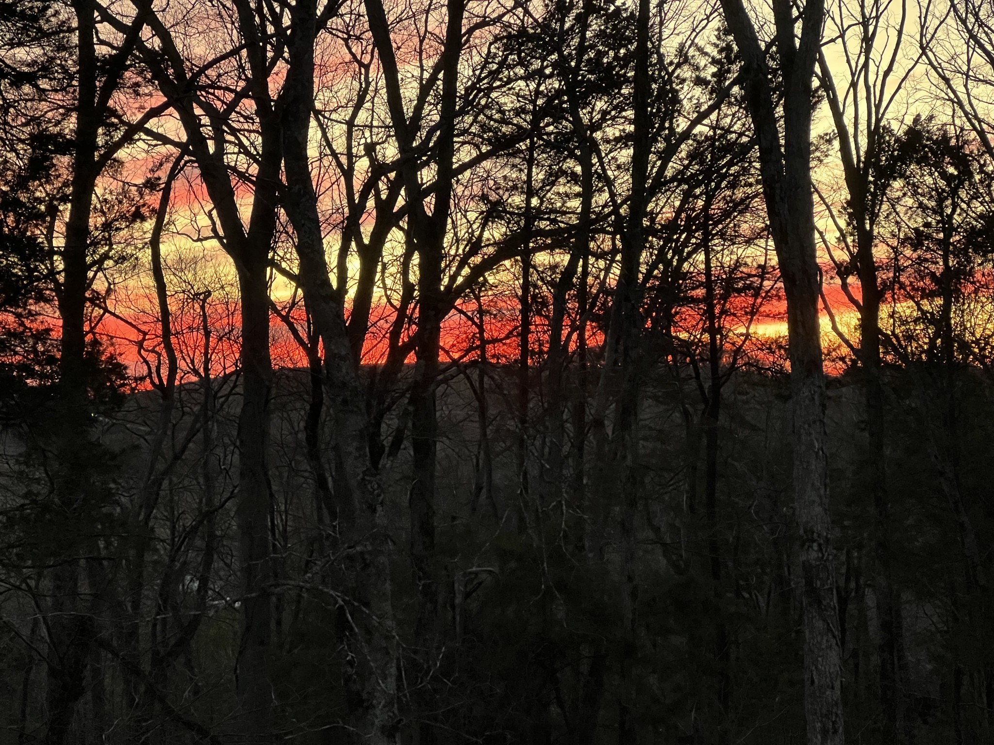 1555 Heller Ridge Spring Hill, TN 37174 - Photo 43 of 50 a view of trees