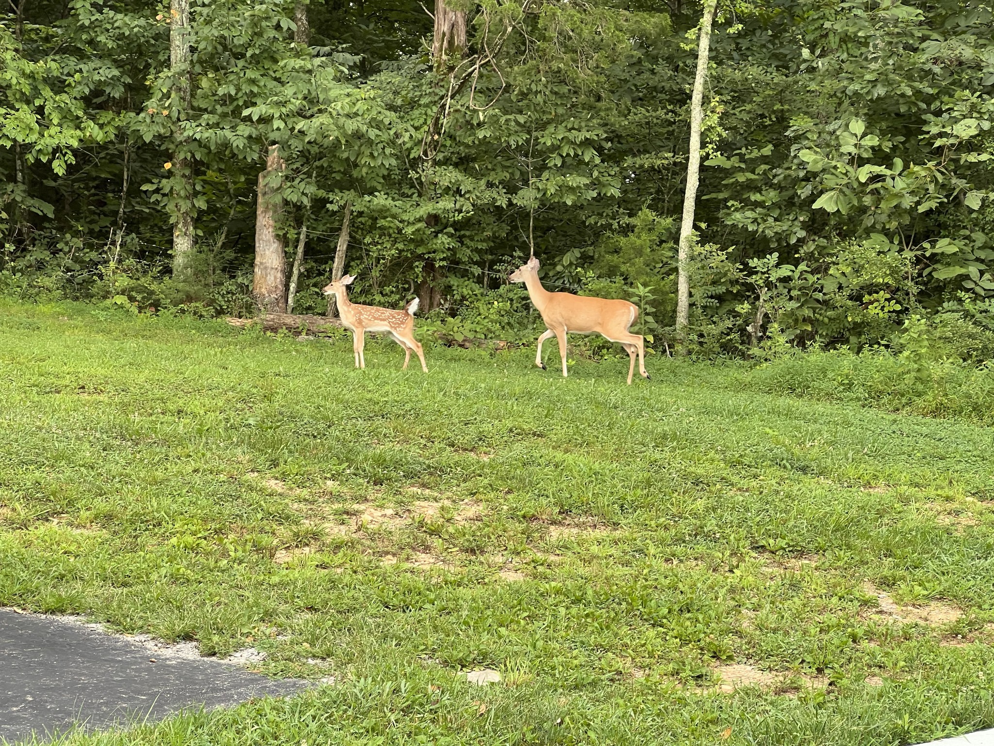 1555 Heller Ridge Spring Hill, TN 37174 - Photo 48 of 50 a garden with a bench and trees