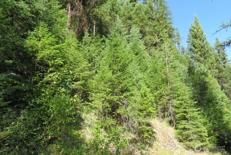 0 Cougar Creek Road Wauconda, WA 98859 - Photo 3 of 6 a view of a lush green forest
