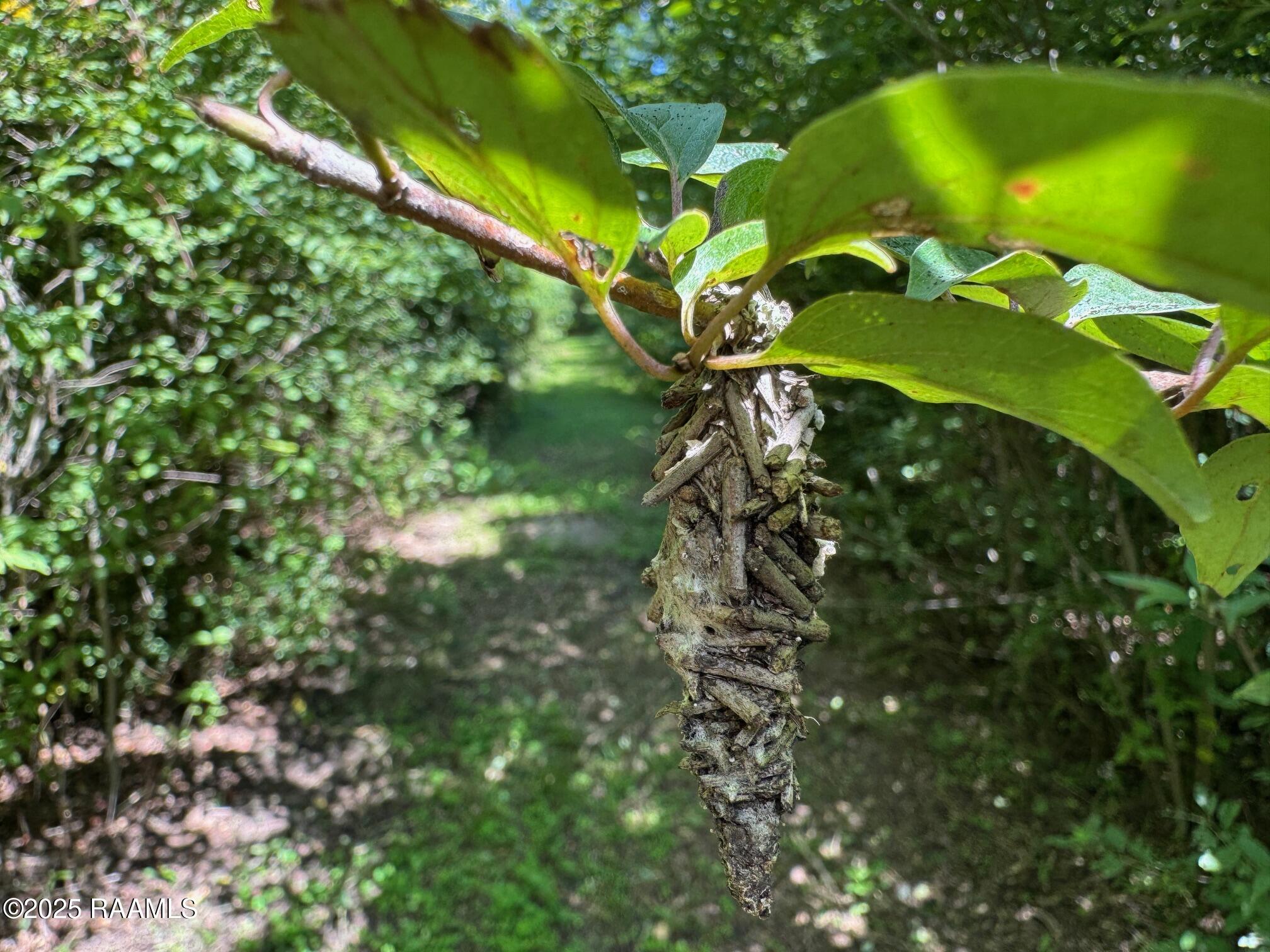 Tbd Frozard Road Arnaudville, LA 70512 - Photo 13 of 14 chrysalis