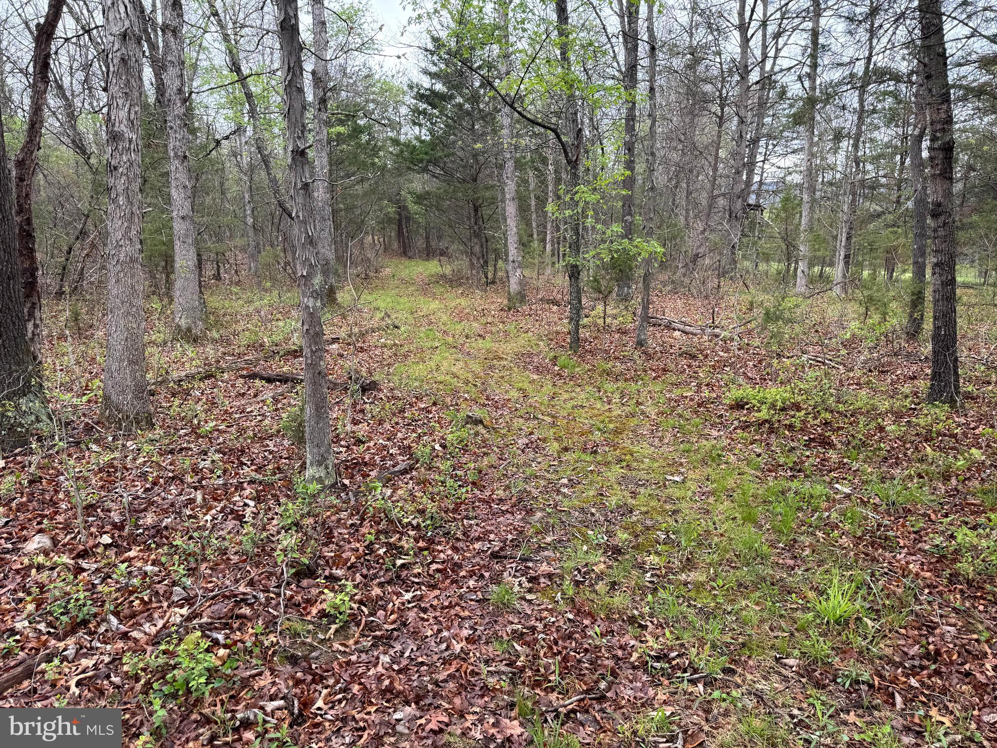 7.4 Mountain Falls Road Winchester, VA 22602 - Photo 14 of 15 a view of a forest with trees in the background
