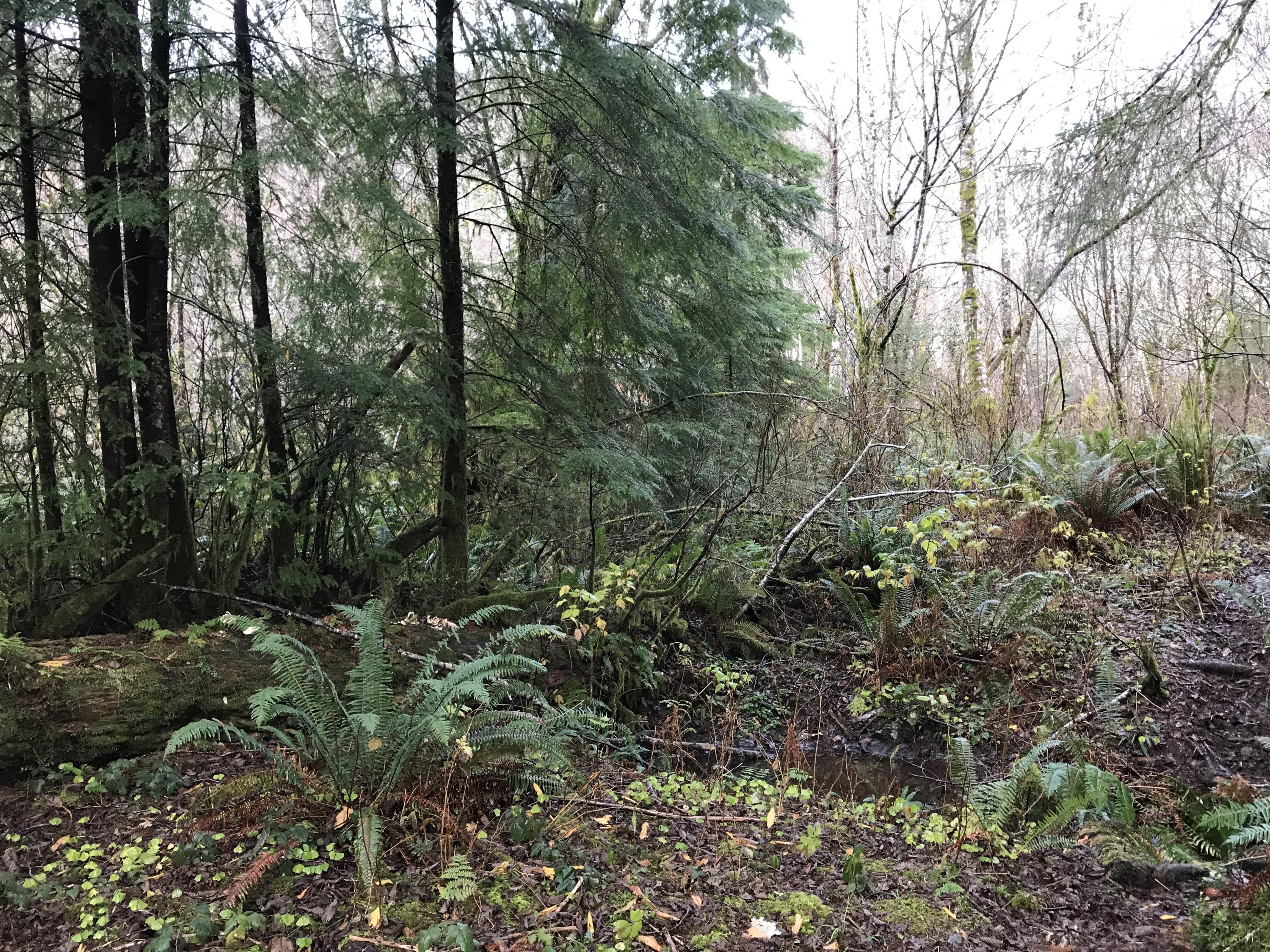 V/l Miami Foley Road Nehalem, OR 97131 - Photo 7 of 21 Lot