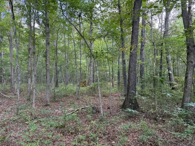 a view of a forest that has large trees