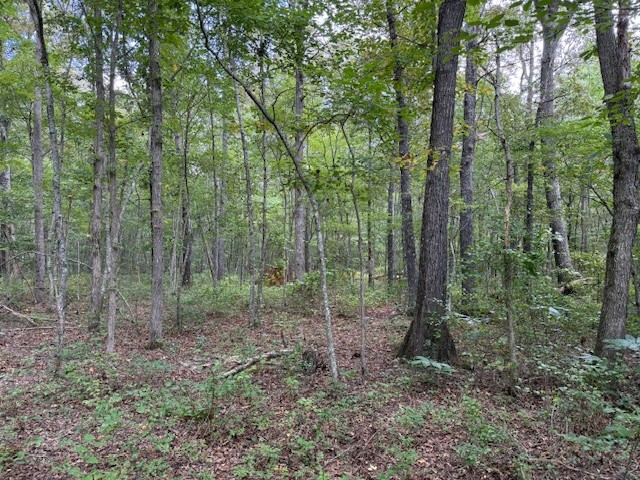 a view of a forest that has large trees