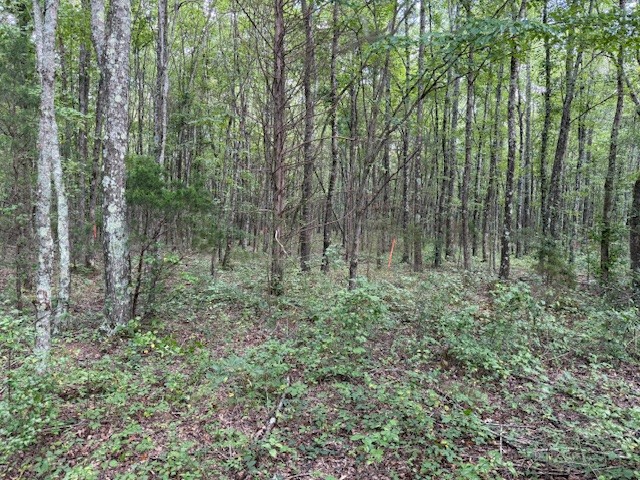 1858 Goforth Road Morrison, TN 37357 - Photo 3 of 4 a view of forest
