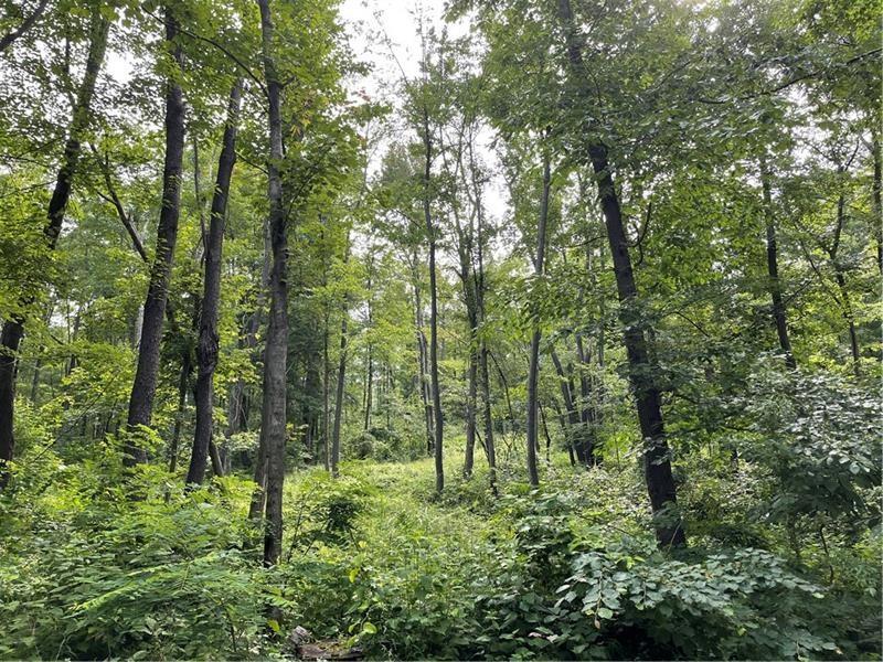 Lot 1 Cranberry Road Confluence, PA 15424 - Photo 2 of 7 a view of lush green forest