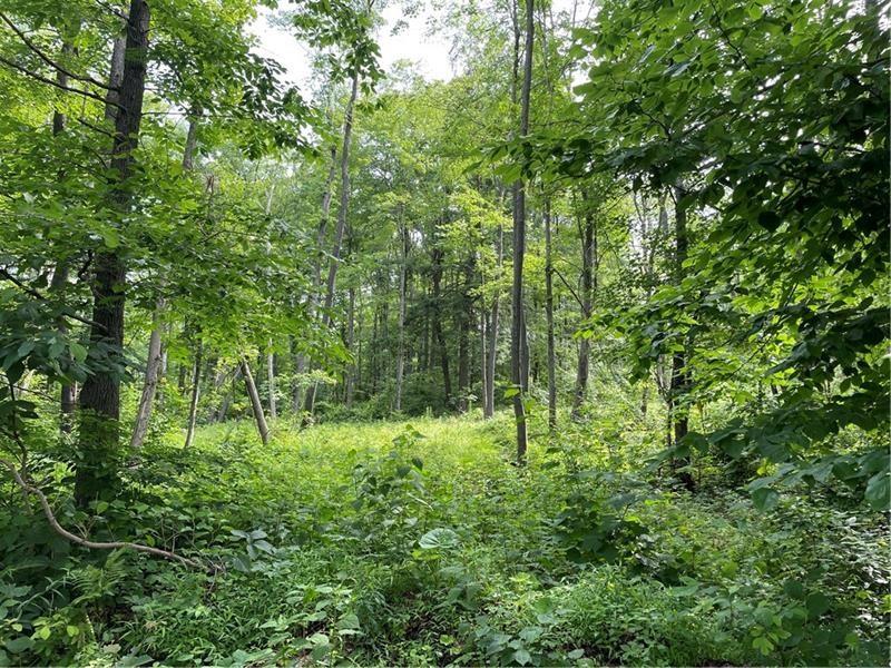 Lot 1 Cranberry Road Confluence, PA 15424 - Photo 6 of 7 a lush green forest with lots of trees