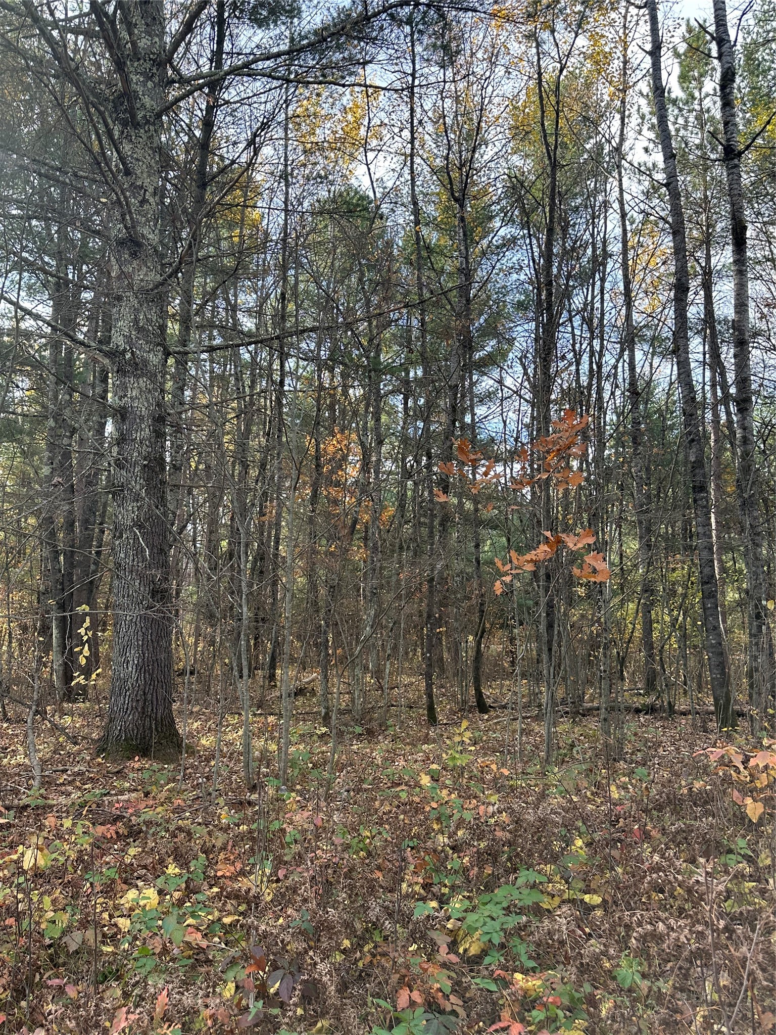 Xx Shore Drive Springbrook, WI 54875 - Photo 5 of 12