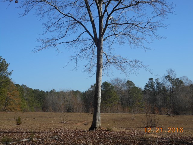 979 Old Cabaniss Road Forsyth, GA 31029 - Photo 31 of 33 a view of a yard with a tree