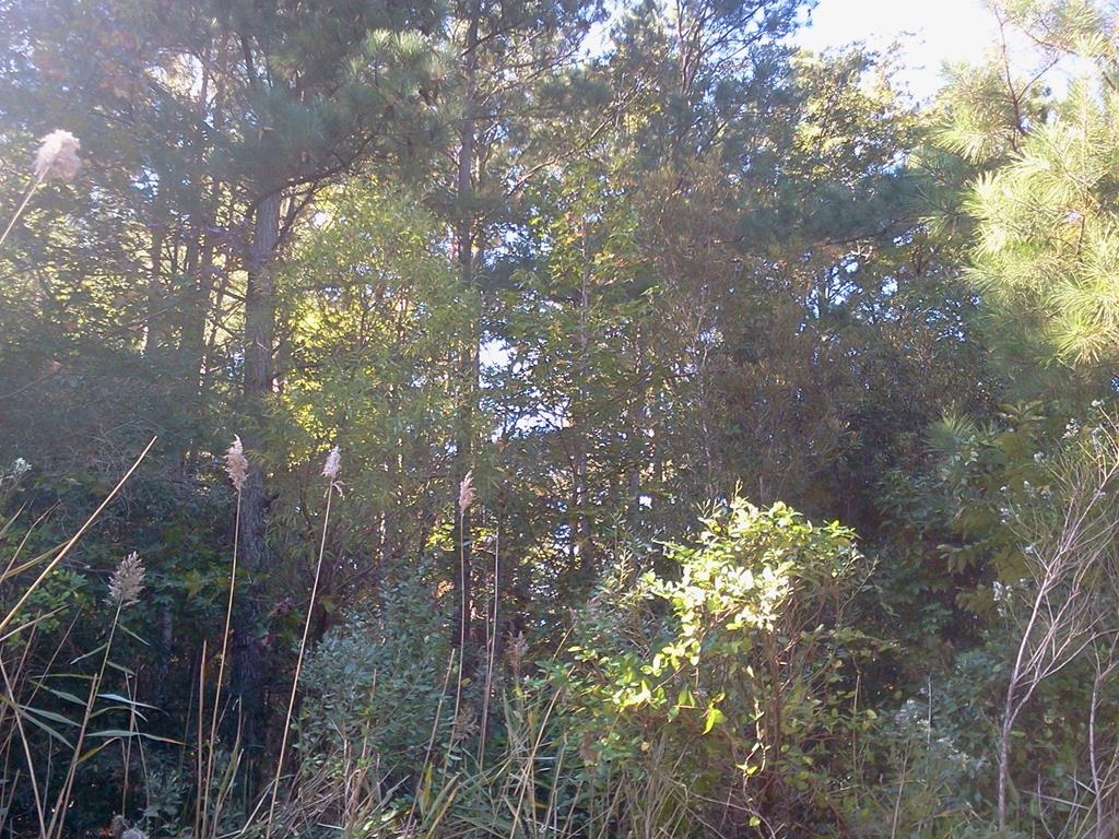 0 Beacon Road Melfa, VA 23410 - Photo 1 of 1