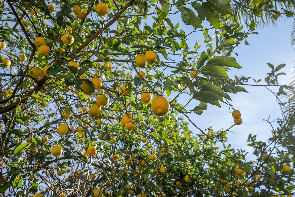 7049 Armstrong Place Rancho Cucamonga, CA 91701 - Photo 62 of 69