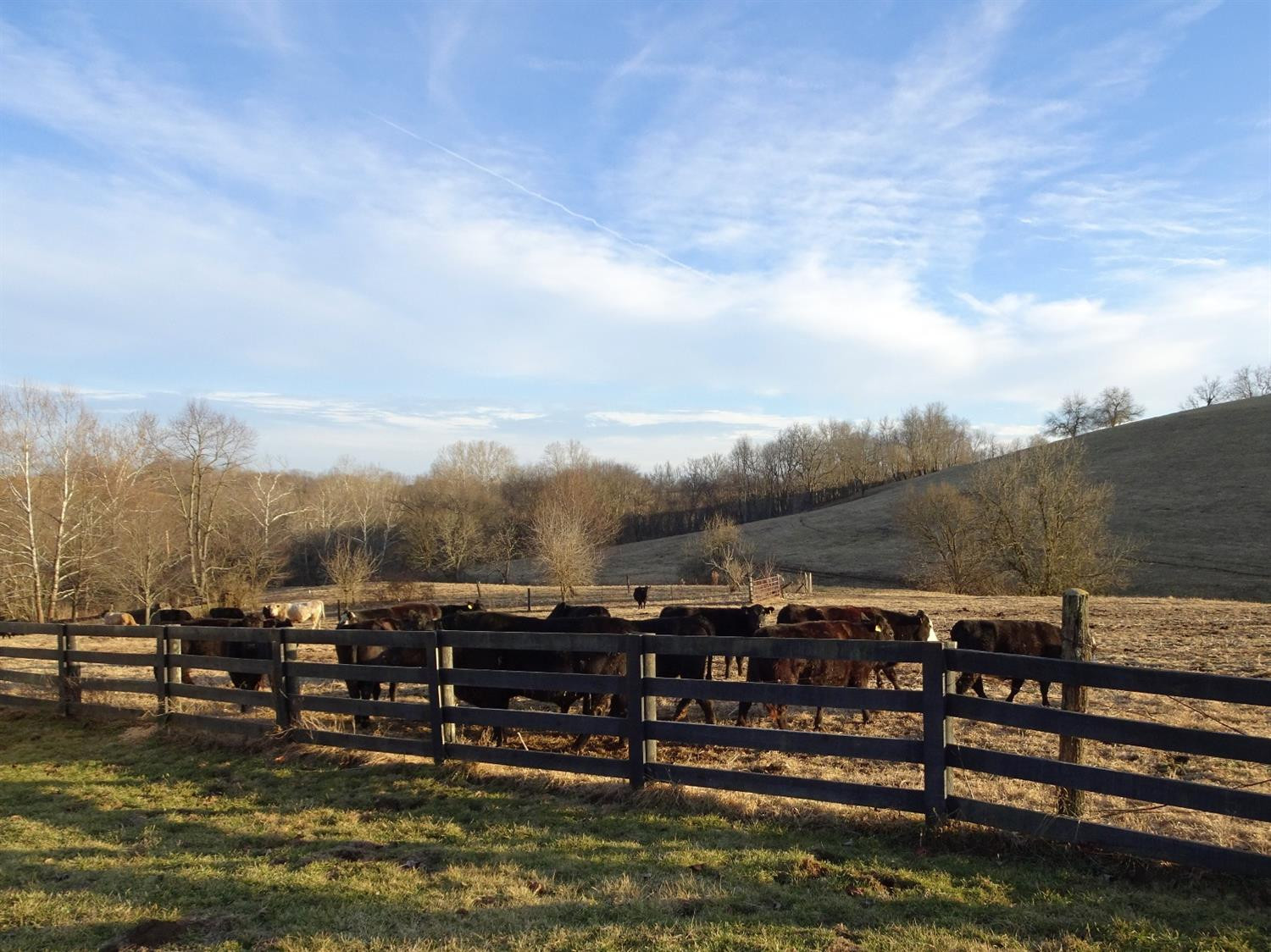 1357 Elkin Road Winchester, KY 40391 - Photo 48 of 60 Quiet neighbors