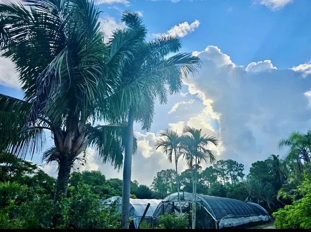 a view of yard with palm trees
