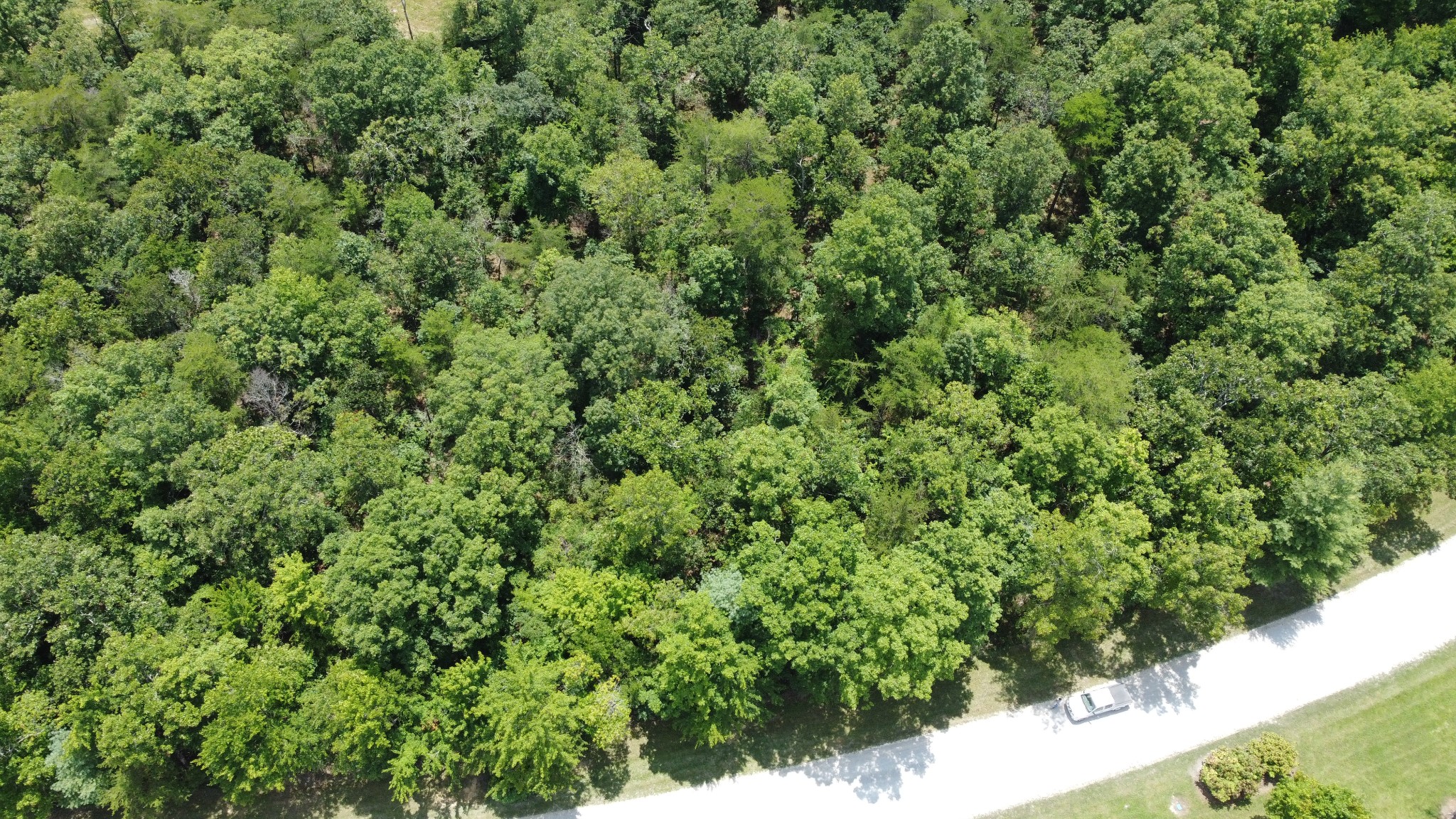 0 Long Branch Road Spencer, TN 38585 - Photo 4 of 13 a view of a lush green forest