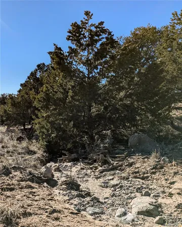 a view of a tree