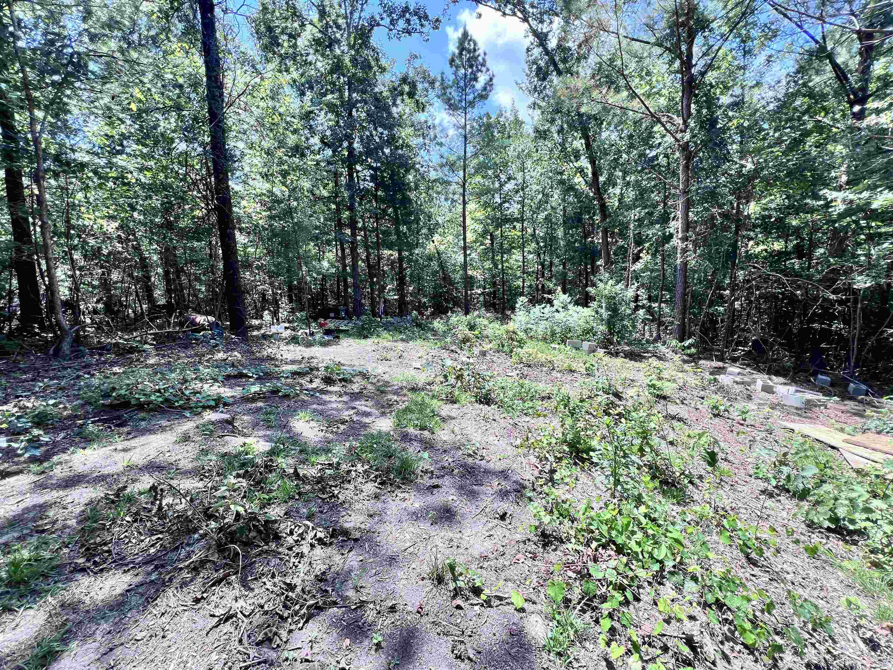 a view of a forest with trees in the background