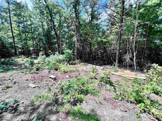 a view of flowers in the garden