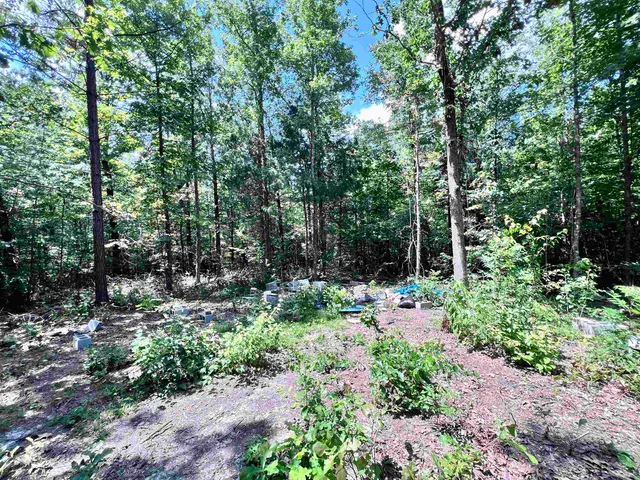 a garden view with large trees
