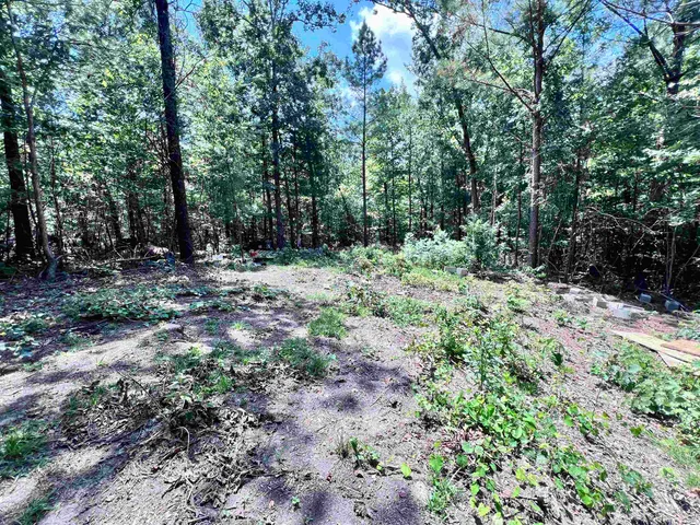 a view of a forest with trees in the background