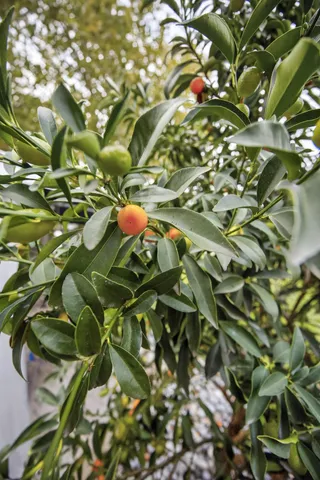 $590,000 | 1521 Arcola Avenue, Sacramento, CA 95835